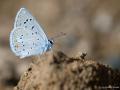 Polyommatus cornelius (Çokgözlü Küçük Turanmavisi)